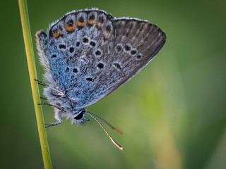 Obraz premium Butterfly eats in the Summer garden.