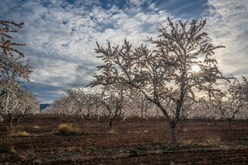 blooming field of cherry trees with withe flowers during a spring cloudy day - Image