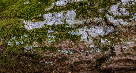 Moss on trunk