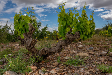 closeup of a grapevine tree in Spain, during a spring day with some stones and a big blue sky with clouds - Image