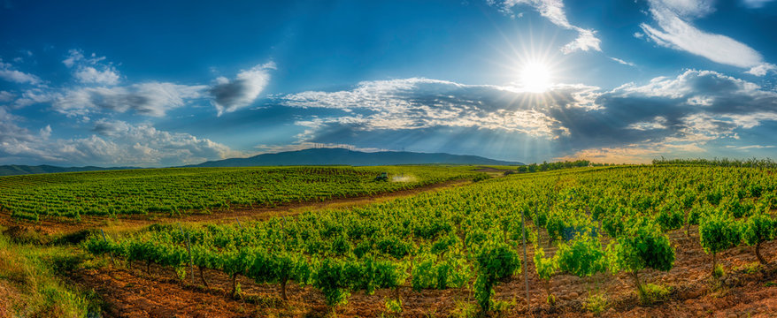 Panoramic view of a vineyard in Spain during a summer day sunrise - Image