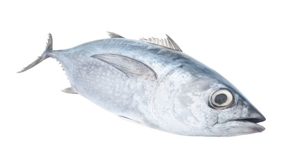 Fresh longfin tuna fish isolated on white background