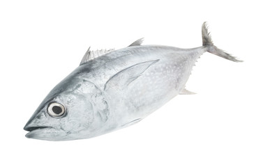 Fresh tuna fish isolated on white background