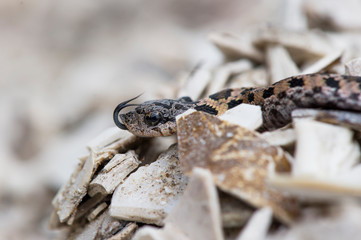 A very tiny Hognose snake in a cluster of broken white shells.