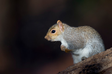 A Gray Squirrel stands on a log in a spotlight of bright sun with a dark background.