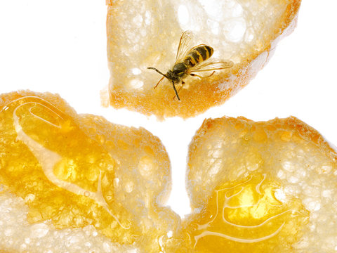 whasp sitting on a slice of bread with honey