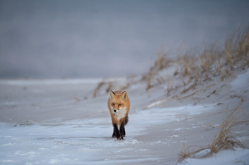 A Red Fox walks along a snoy and sandy beach dune in soft overcast light.
