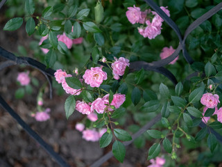 Beautiful rose Bush