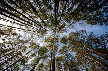 A looking up at the blue sky surrounded by very straight cedar trees.