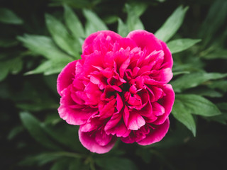 Colors that pleases the look