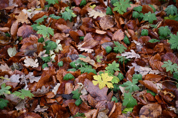 Small yellow leaf and green wild plants sprouting through fall brown leaves on ground. Wet autumn leaves background with green herbs. Natural seasonal backdrop. Beauty of forest in rainy weather.  