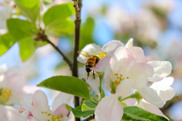 bee in the flower