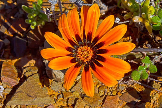 Red and orange daisy flower