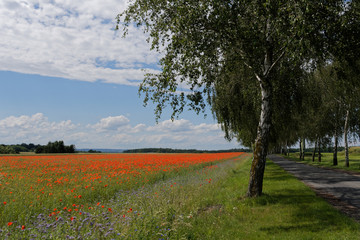 Birken und Mohn