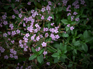 Colors that pleases the look