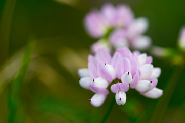 A soft purple and white flower photographed close up in soft overcast light with a green background.