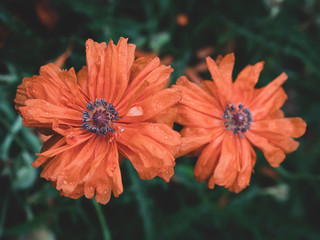 Colors that pleases the look