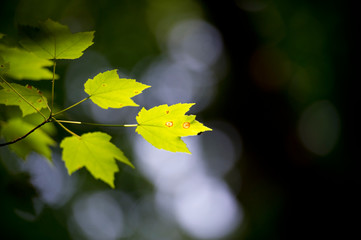 A branch of bright green leaves glow in the bright sunshine with a dark dramatic background.