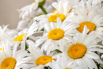 A bouquet of daisies on a white background. Spring or summer flowers. The concept of landscape design. Natural texture, selective focus, close-up.