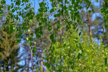 Fototapeta premium Birch branch
