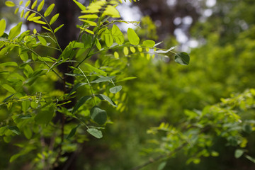 Fototapeta na wymiar A Beautiful Acacia Twig With Green Leaves