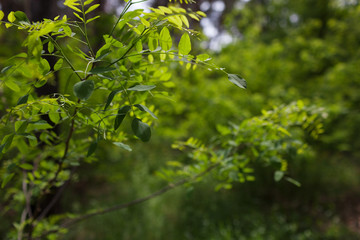 A Beautiful Acacia Twig With Green Leaves