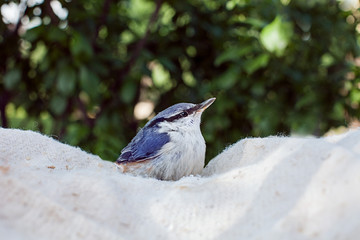 Nuthatch is sitting on a cloth . nuthatch is on cloud near trees in Russia. Beautiful bird.