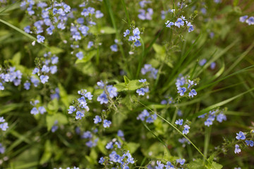 Blue flowers of forget me not 