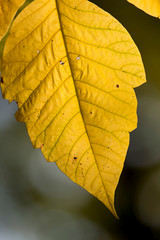 A bright yellow leaf showing off the veins and texture of the leaf in the sunlight with a smooth background.
