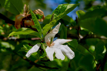 Magnolia