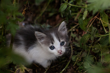 abandoned kitten in green grass in a park . lonely cat. cat at  nature.