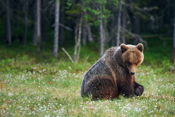 Big brown bear (Ursus arctos) in the forest