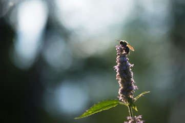 A bee clings to a purple flower in the early morning sun with a bright background.
