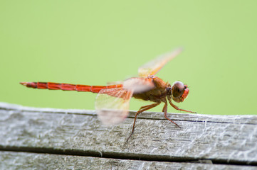 A close of a bright orange dragonfly perched on a wood fence in soft overcast light with a smooth green background.