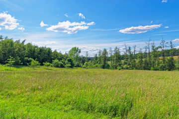 Beautiful meadow against blue sky in Luneburg Heath