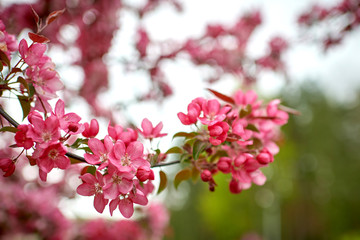 Peaches bloom