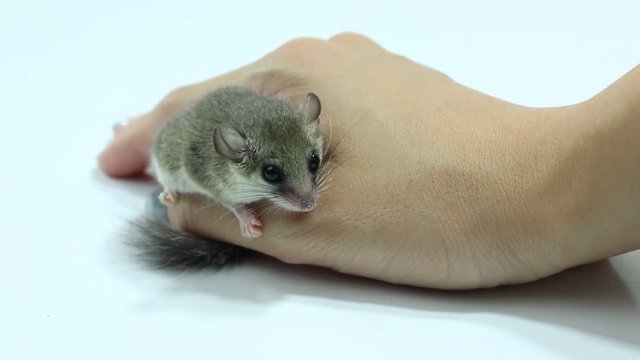 adorable African Pygmy dormouse hang on hand and move ears