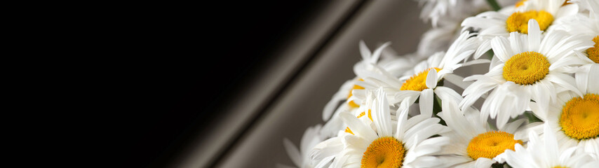 A bouquet of daisies on a black background. Spring or summer flowers. The concept of mourning or landscape design. Natural texture, selective focus, close-up. Banner