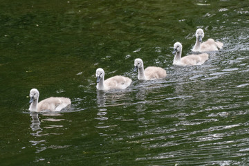 Beautiful Mute Swan Cygnetand chicks (Cygnus olor) in nature