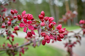 Peaches bloom