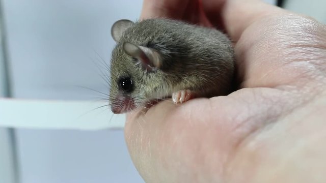 adorable African Pygmy dormouse stay still on hand