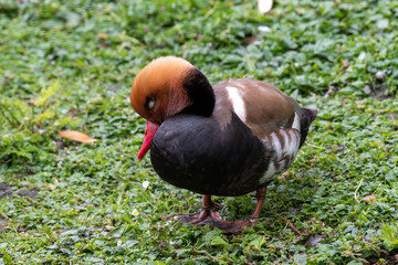 The Red-crested Pochard, Netta rufina is a large diving duck.
