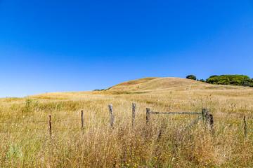 Golden fields in the Californian countryside, near Point Reyes