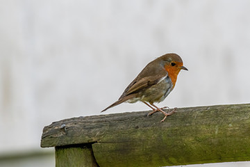European robin (Erithacus rubecula) tweeting on a tree branch in garden.