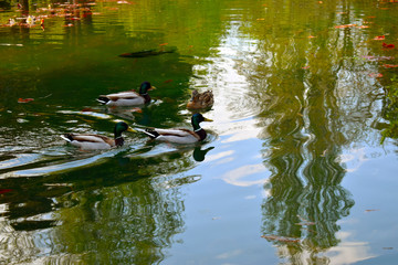 ducks in pond