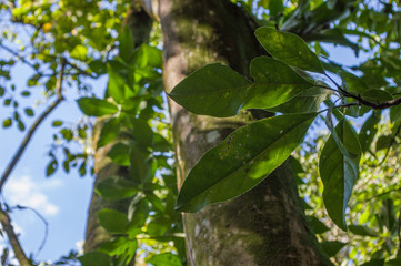 detail of leaves of green trees against sunlight, concept of life
