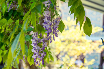 tbilisi city georgia Sakartvelo flowers