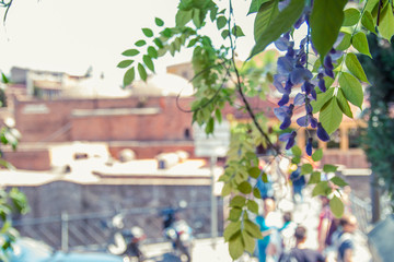 tbilisi city georgia Sakartvelo flowers