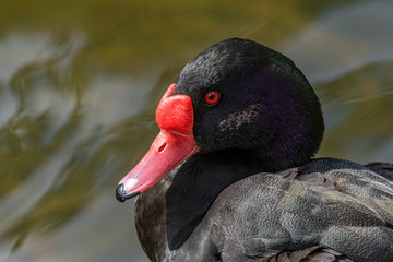 Rosy-billed pochard, Netta peposaca. Diving duck with a distinctive red bill.