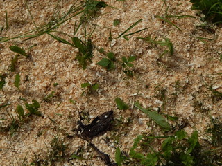 Sawdust in the grass as a textured background